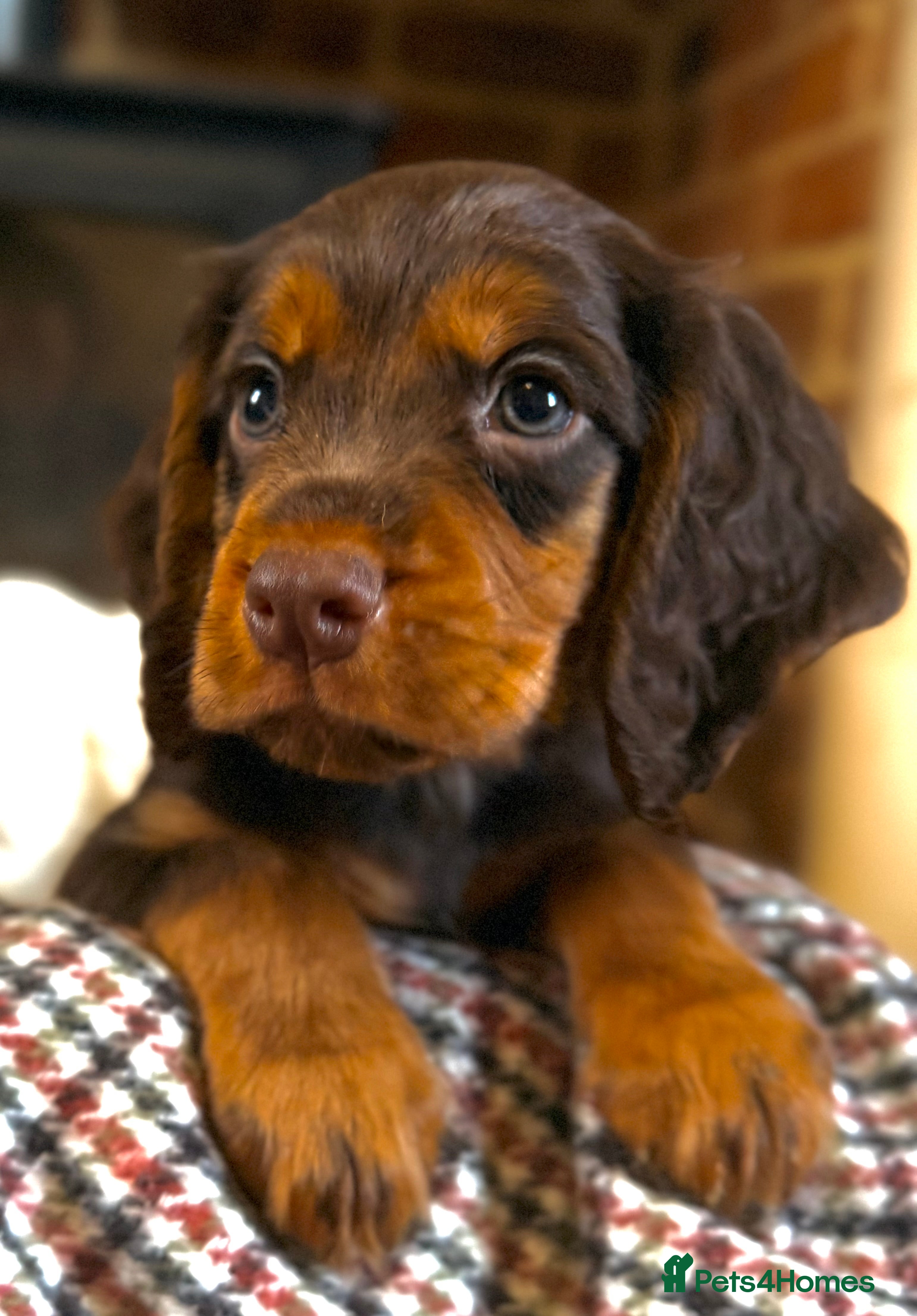 Cocker Spaniel dogs READY TO LEAVE true quality working cocker pups - Advert 3
