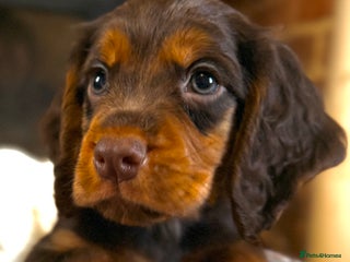 Cocker Spaniel dogs READY TO LEAVE true quality working cocker pups - Advert 3