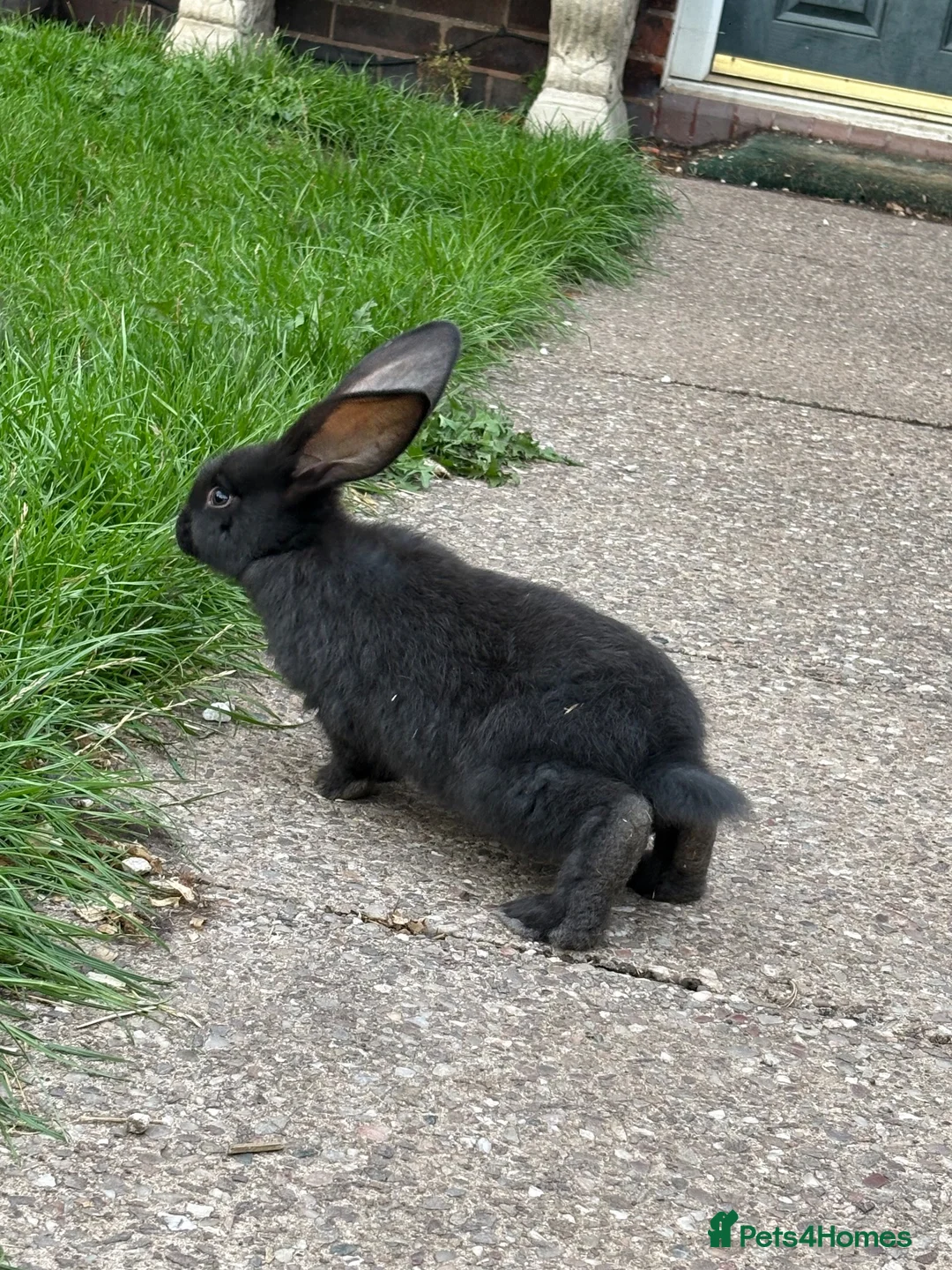 Continental Giant rabbits for sale: Giant continental babies for sale💗🩵 - Advert 7