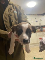 Jack Russell dogs - Advert 5