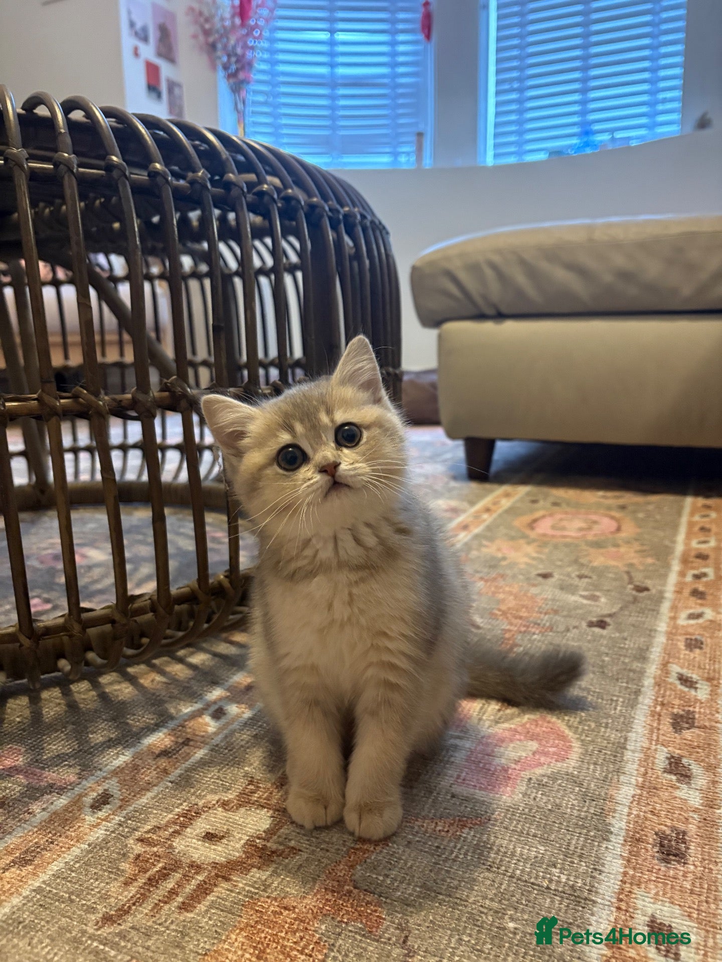 Mixed Breed cats Beautiful grey / beige little girl kitten - Advert 4
