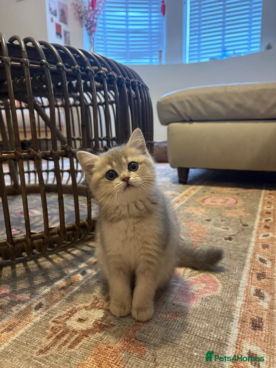 Mixed Breed cats for sale: Beautiful grey / beige little girl kitten - Advert 1