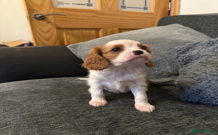 Cavalier King Charles Spaniel dogs - Advert 6