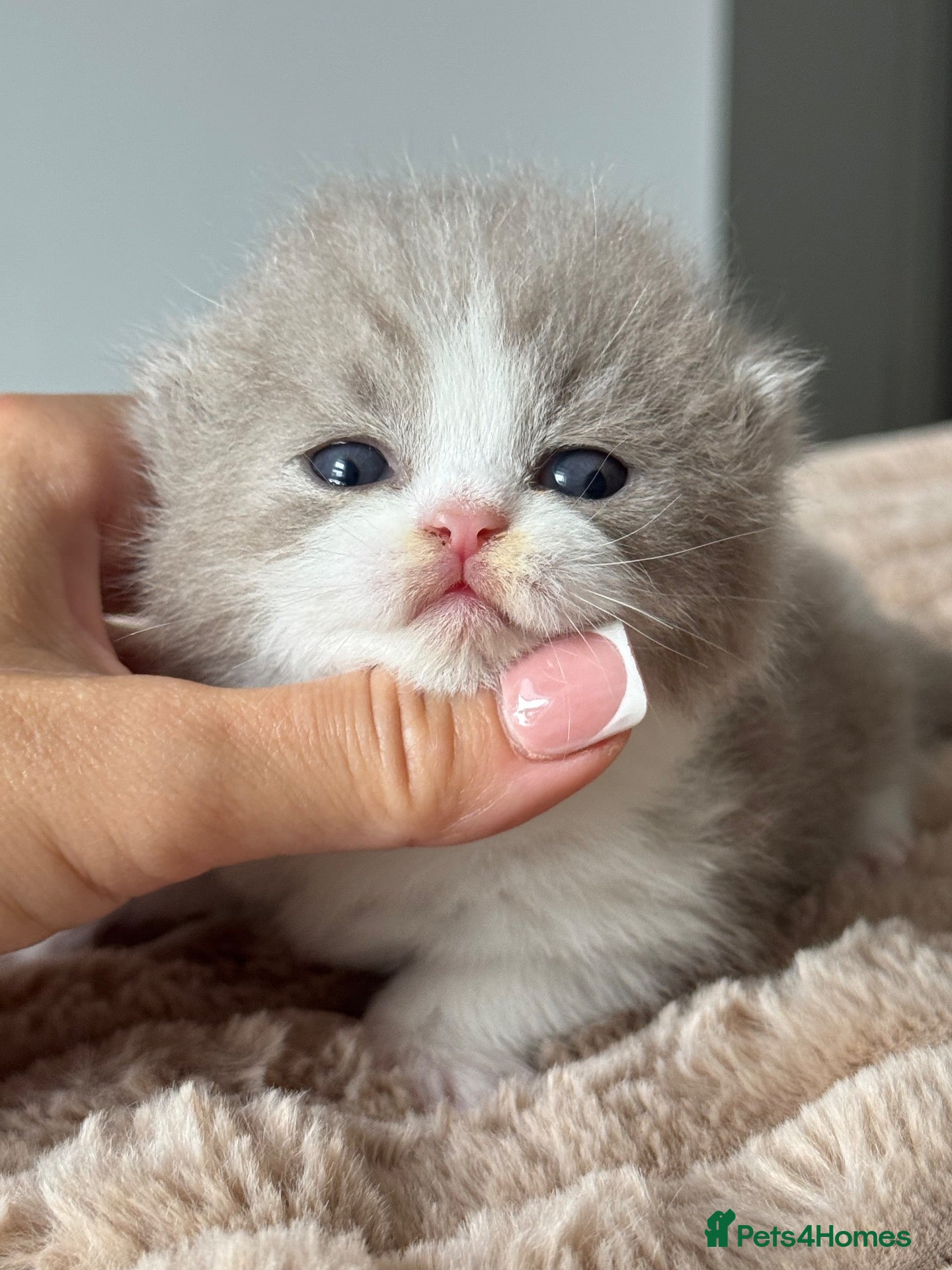 British Shorthair cats Lilac bi colours boys ready mid December ( TICA) - Advert 1