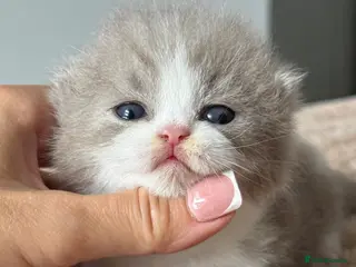 British Shorthair cats Lilac bi colours boys ready mid December ( TICA) - Advert 1