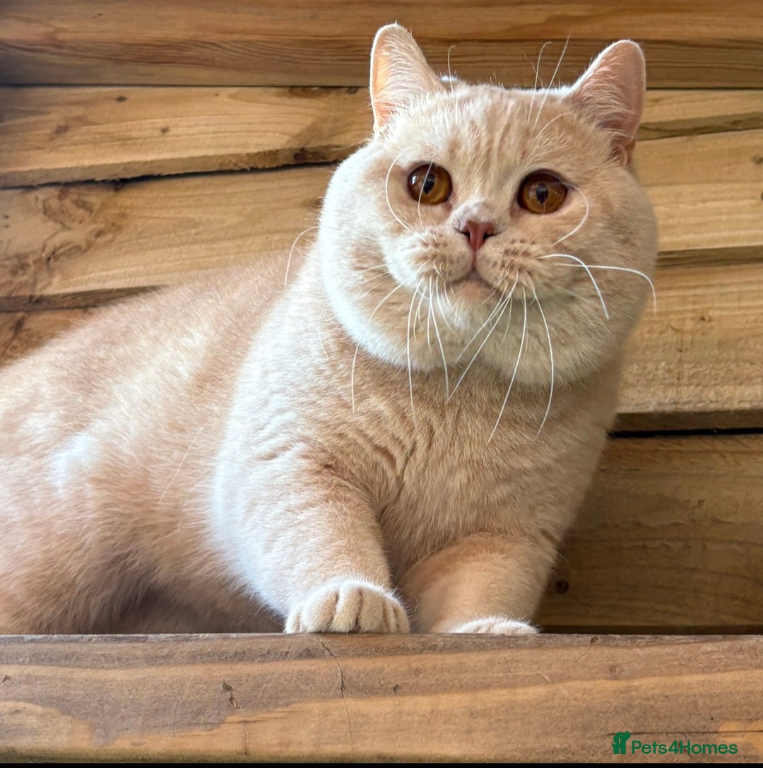 British Shorthair cats for sale: Lovely BSH  - Image 21