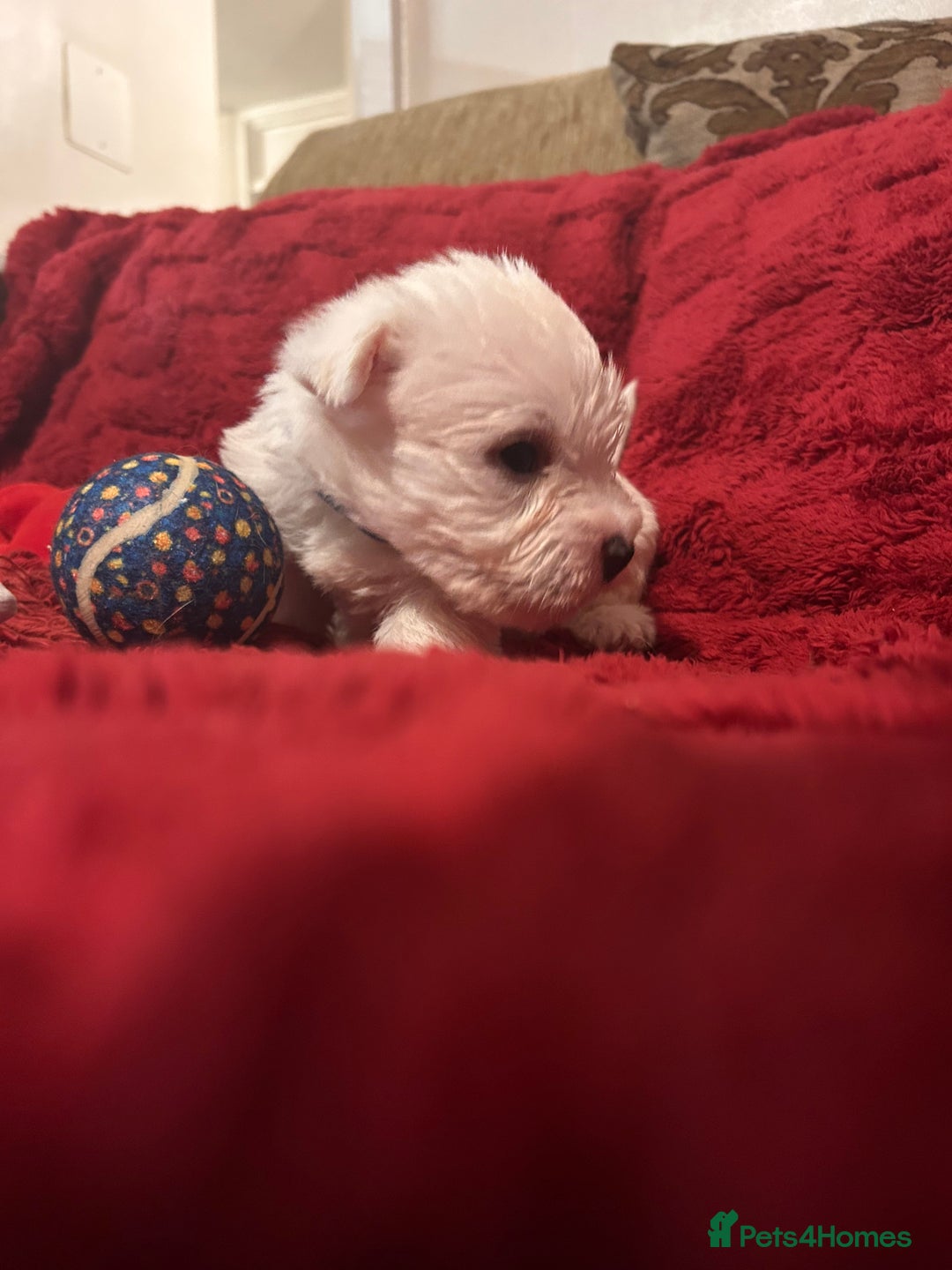 West Highland Terrier dogs for sale: West highland puppies - Advert 24