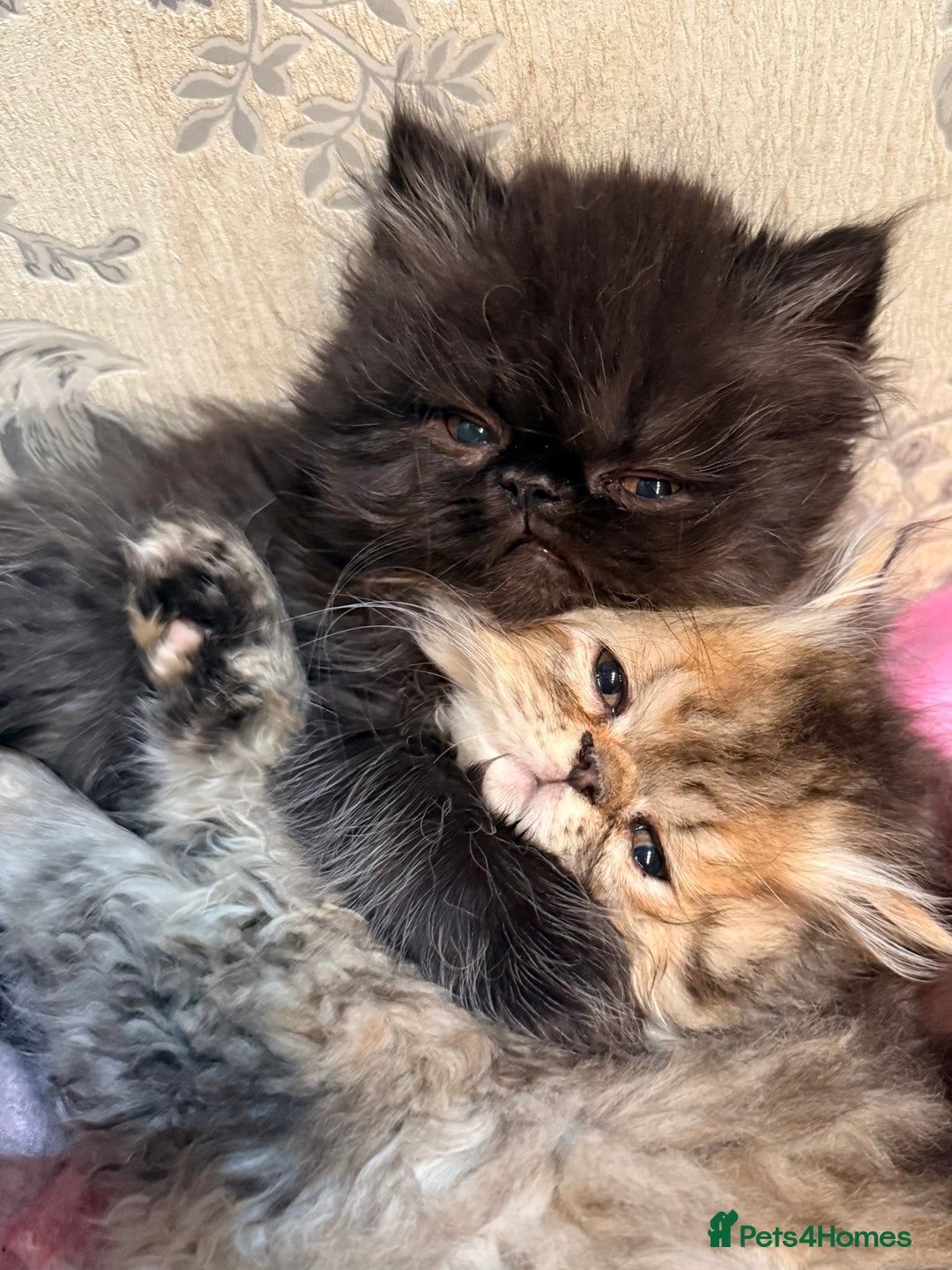 Persian cats for sale: Stunning GCCF reg Persians – Born Halloween 2025  - Advert 4