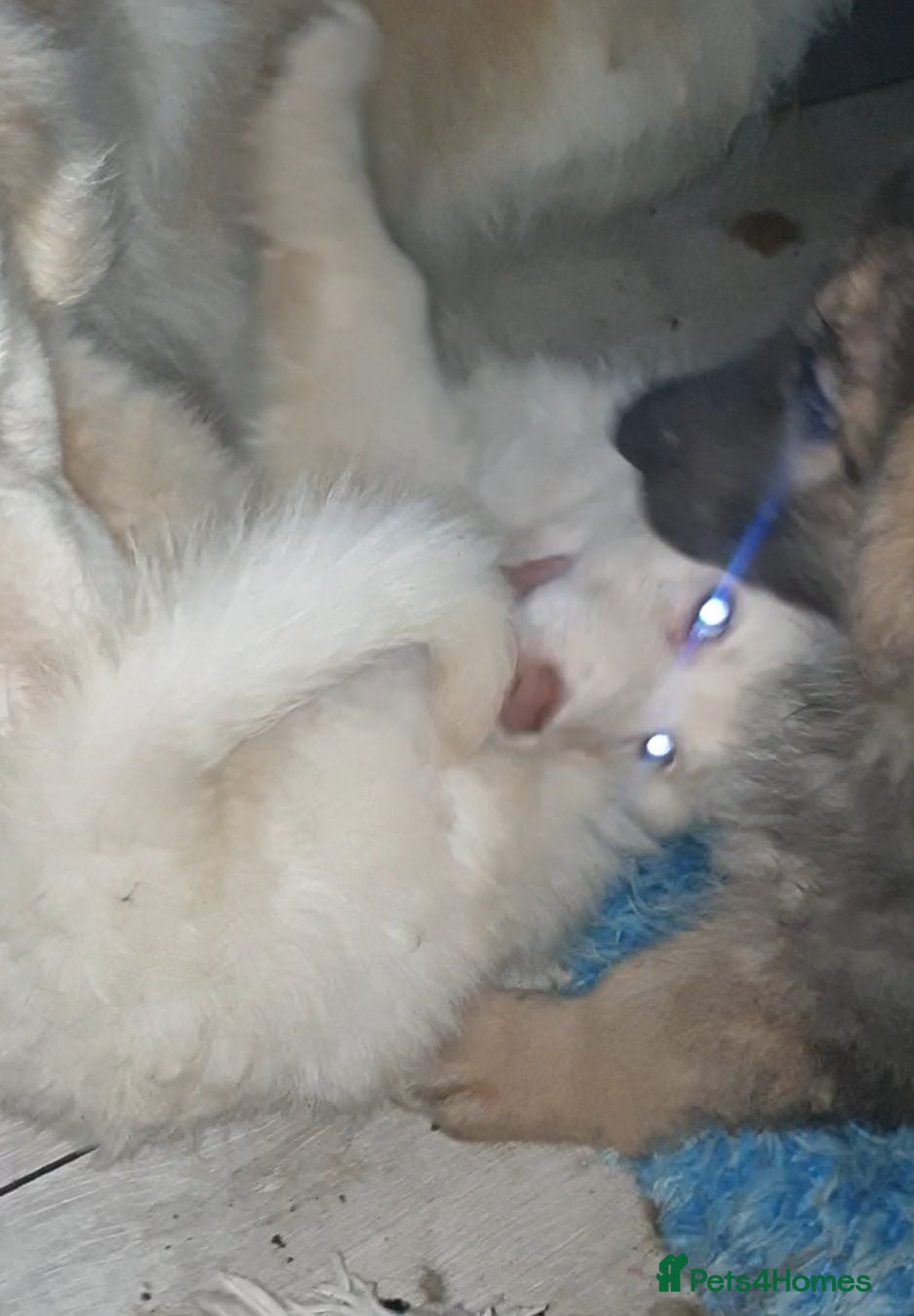 German Shepherd dogs German Shepherd puppies last 2 ready now26th Aug - Advert 7