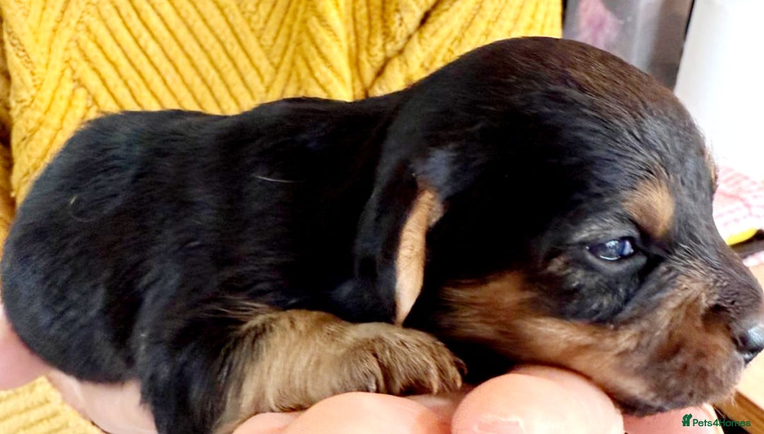 Mixed Breed dogs for sale: Jack Russel Pups in Machynlleth - Image 6