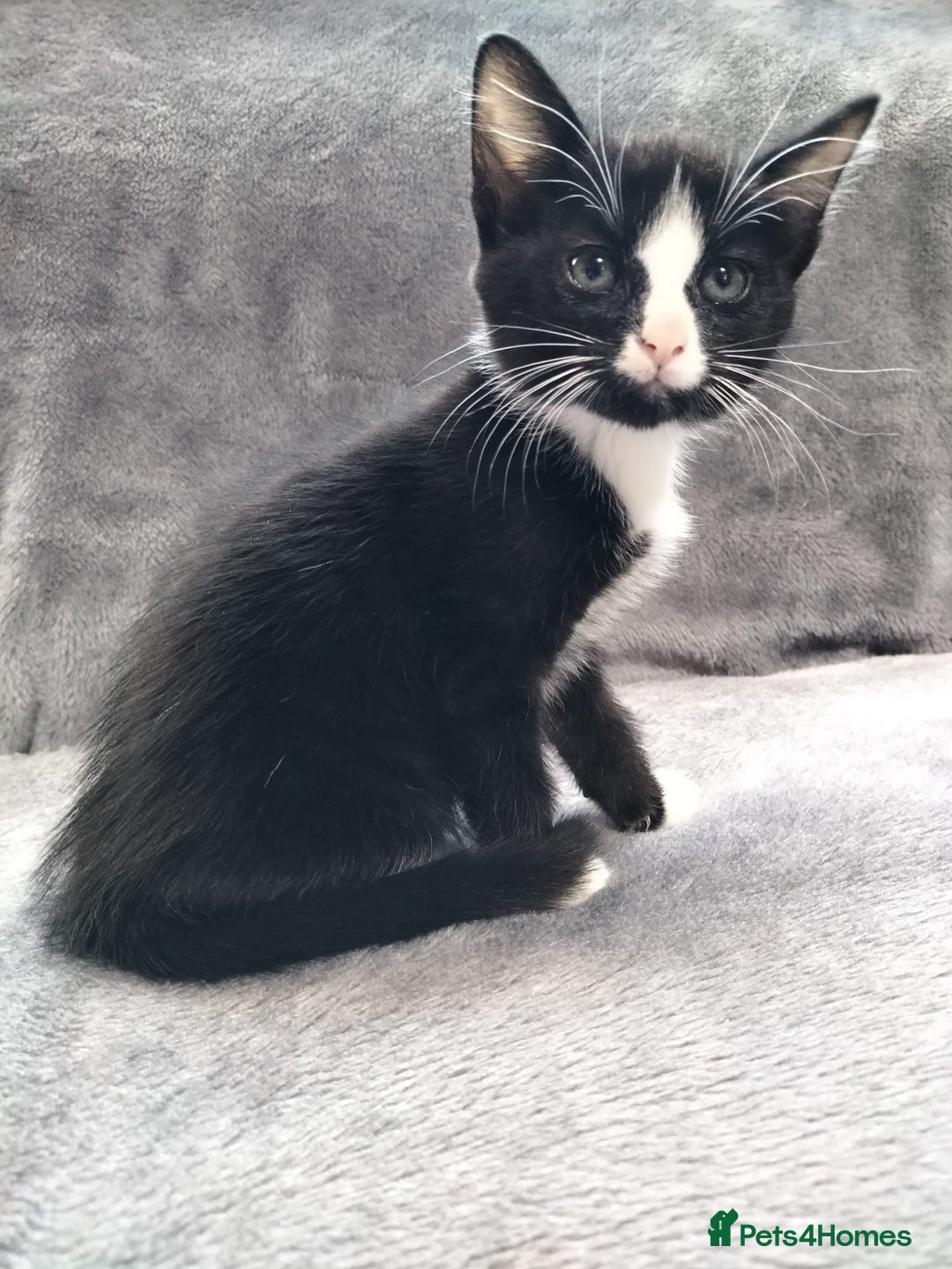 Mixed Breed cats for sale: 3 beautiful tux and black kittens for sale  - Image 2