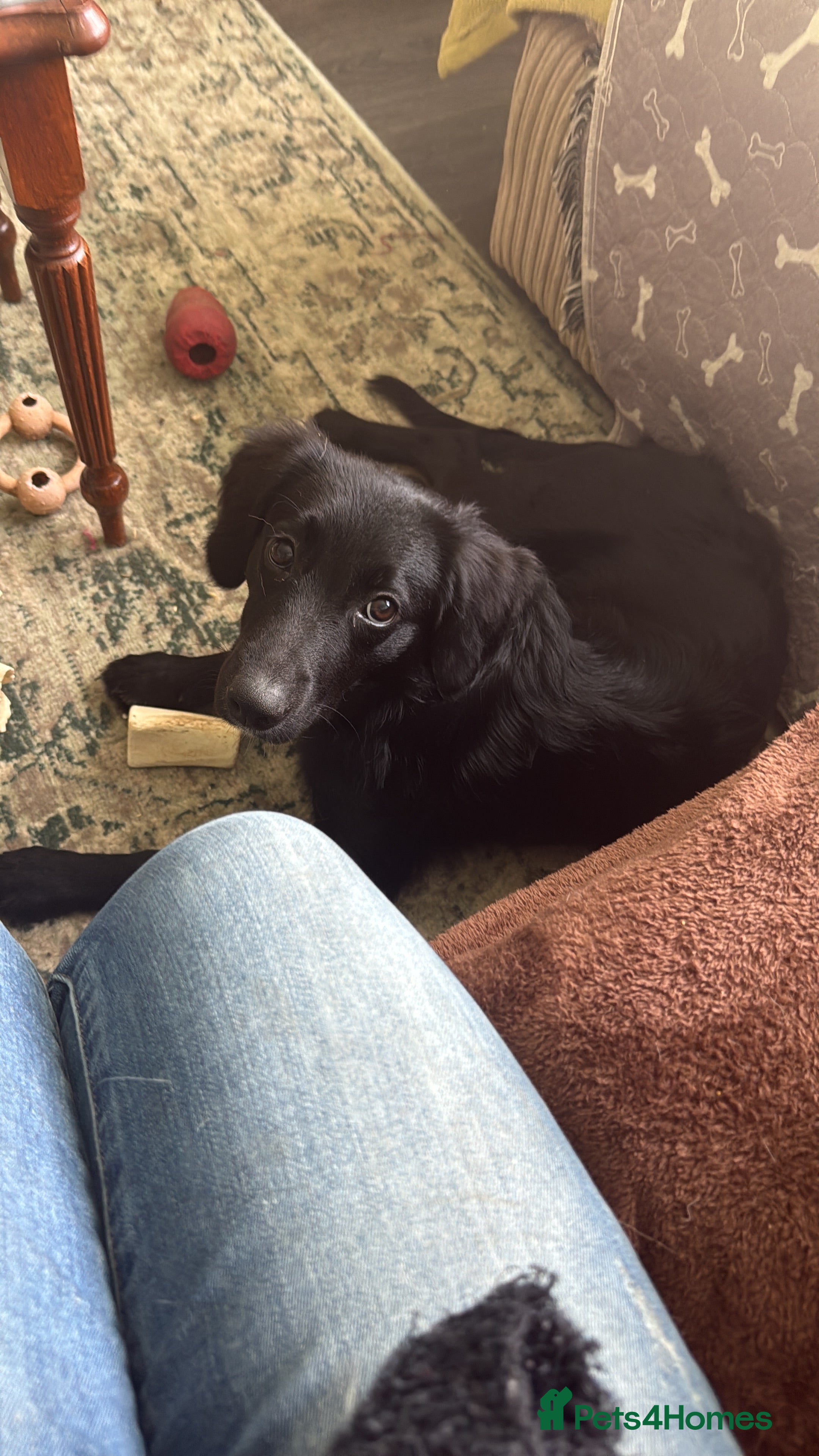 Mixed Breed dogs Loving girl looking for home - Advert 9