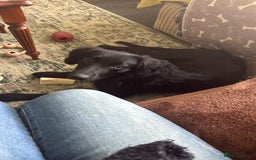 Mixed Breed dogs for sale: Loving girl looking for home - Image 1