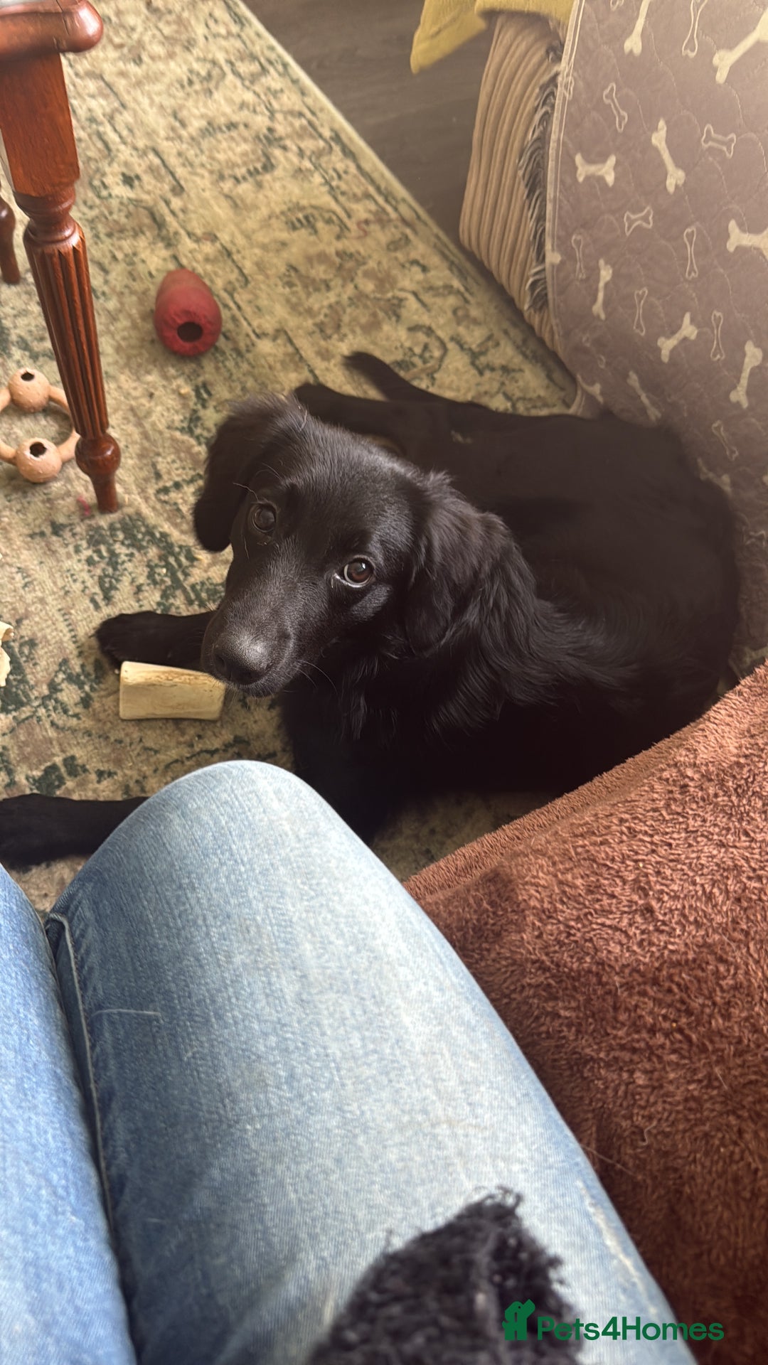 Mixed Breed dogs for sale: Loving girl looking for home - Image 1
