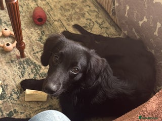 Mixed Breed dogs for sale - Advert 1