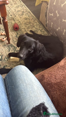 Mixed Breed dogs - Advert 7