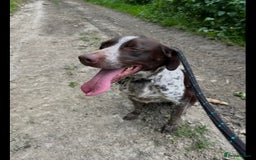Mixed Breed dogs for sale: German pointer cross collie - Image 5