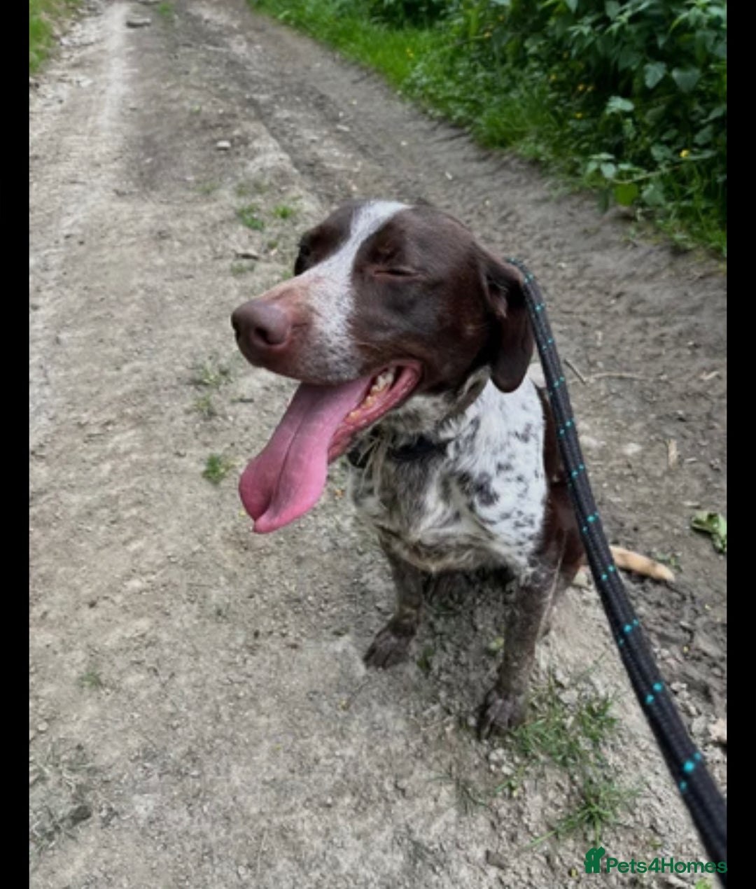 Mixed Breed dogs for sale: German pointer cross collie - Image 5