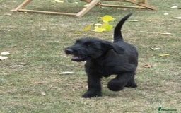 Giant Schnauzer dogs for sale: Top Quality Giant Schnauzer Pups. - Image 9