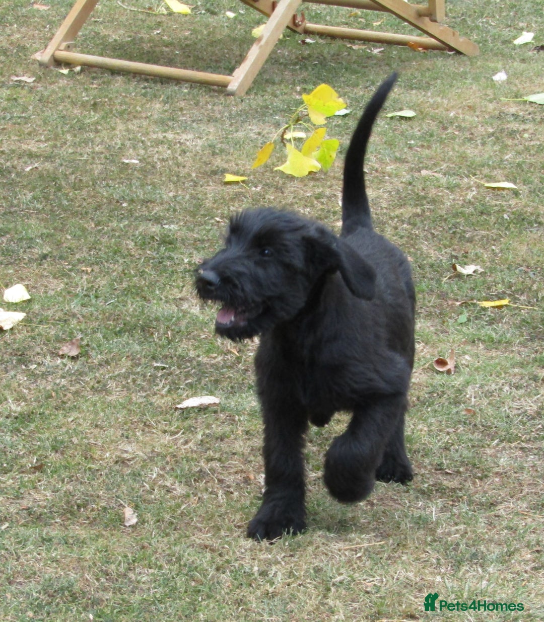 Giant Schnauzer dogs for sale: Top Quality Giant Schnauzer Pups. - Image 9