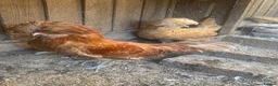 Chickens poultry for sale: Beautiful chicken , eggs , see details for price  - Advert 6