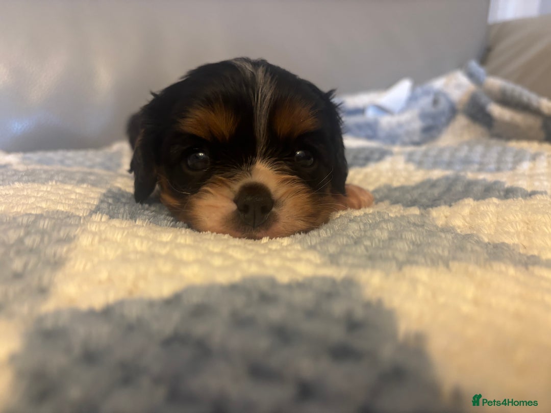 Cavalier King Charles Spaniel dogs for sale: Two beautiful kc boys  - Advert 21