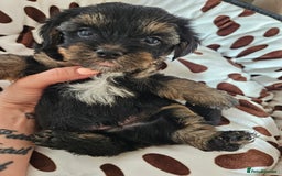 Yorkshire Terrier dogs for sale: DNA TESTED Father - Yorkshire Terrier puppies  - Image 19