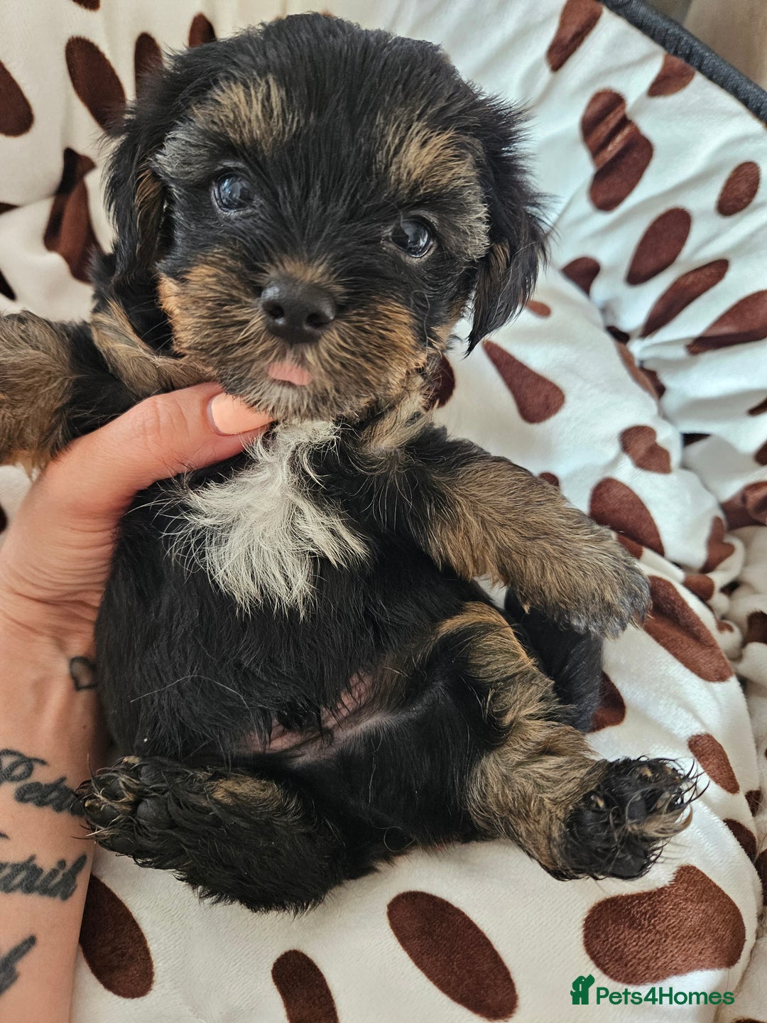 Yorkshire Terrier dogs for sale: DNA TESTED Father - Yorkshire Terrier puppies  - Image 19
