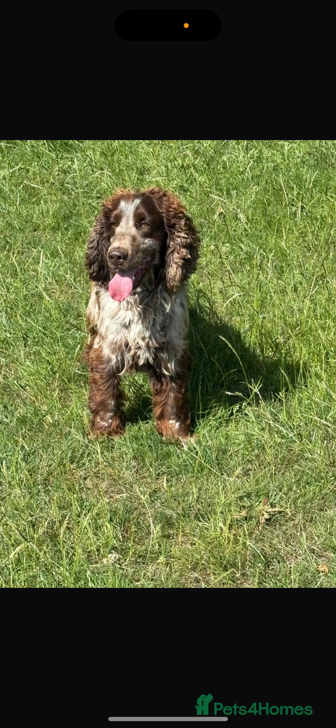 Cocker Spaniel dogs for sale: Cockerspaniel Puppies - Advert 23