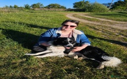 Sprollie dogs for sale: Border Collie x Springer Spaniel pups - Image 9