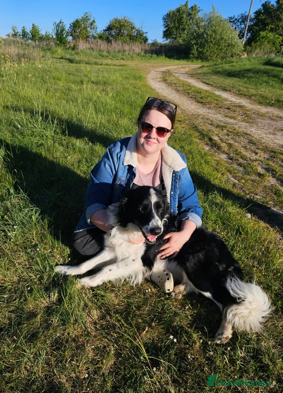 Sprollie dogs for sale: Border Collie x Springer Spaniel pups - Image 9
