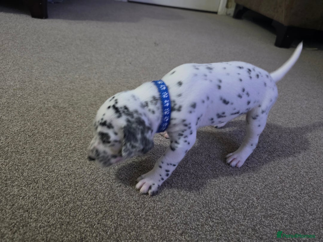 Dalmatian dogs for sale: 100% DALMATIAN LITTER - Image 33