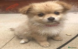 Pomeranian dogs for sale: Pomeranian girls  - Image 3