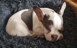 French Bulldog dogs for sale: Fully vaccinated French bulldog puppies ready now. - Image 5