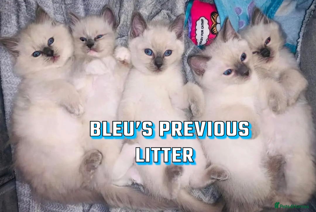 Ragdoll cats for stud: PROVEN GCCF Active Ragdoll Stud Dilute Lilac Genes in Manchester - Image 12
