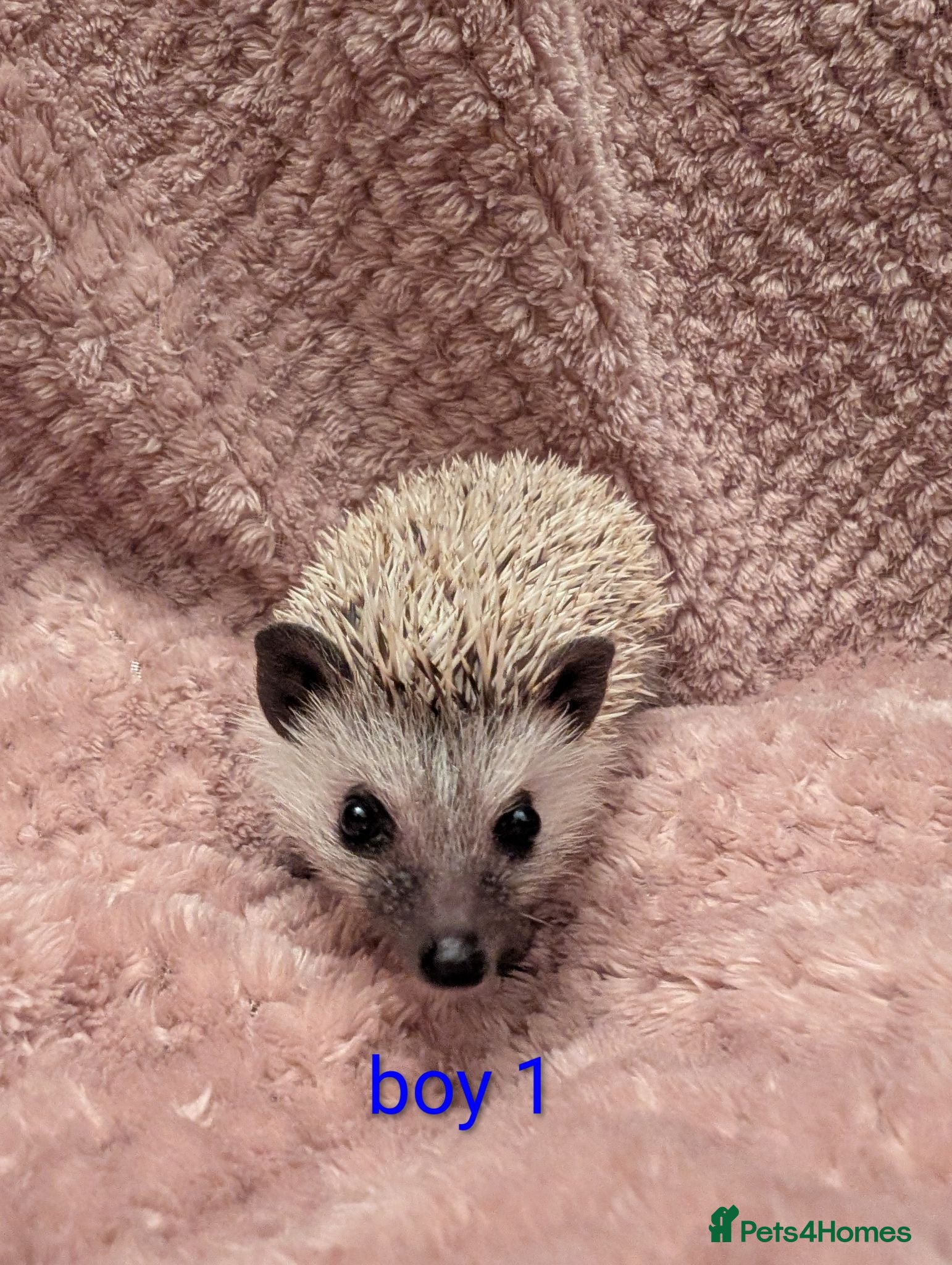 Pygmy Hedgehog rodents Lovely baby boys  - Advert 2