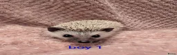 Pygmy Hedgehog rodents for sale: Lovely baby boys  - Advert 1