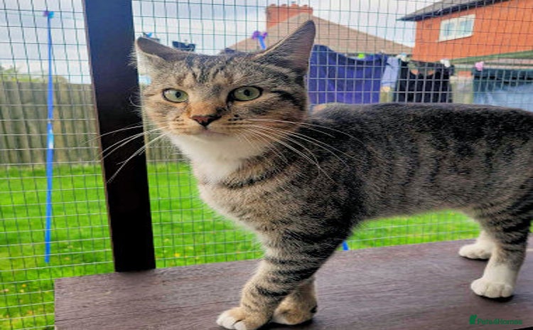Mixed Breed cats - Advert 1