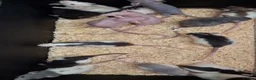 Rat rodents for sale: Baby Dumbo Rats - Advert 3