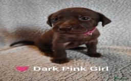 Labrador Retriever dogs for sale: Adorable Labrador Retriever Puppies  - Image 8