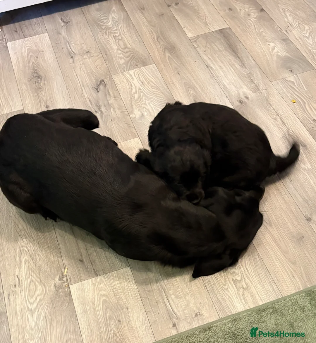 Cockerdor dogs for sale: Beautiful Cockerdor Puppies  - Advert 2