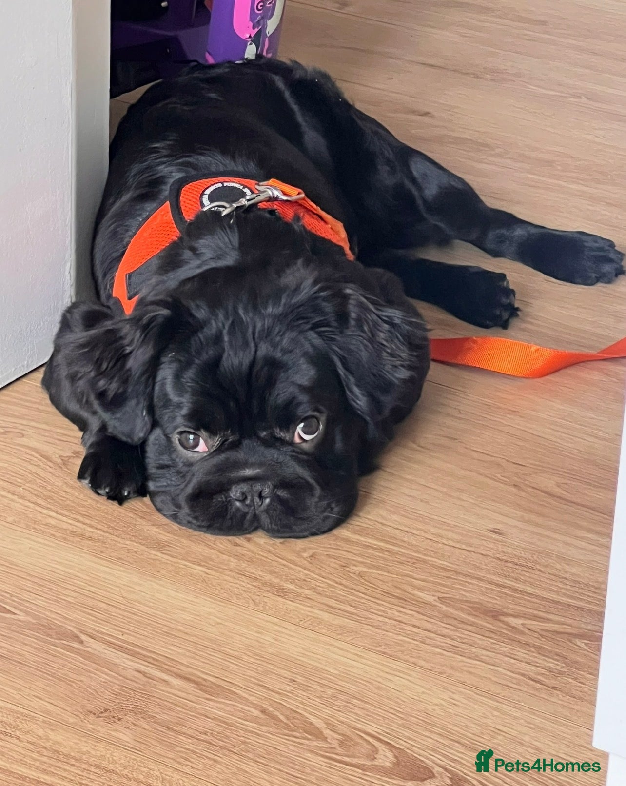 French Bulldog dogs Fluffy French Bulldog looking for forever home  - Advert 1