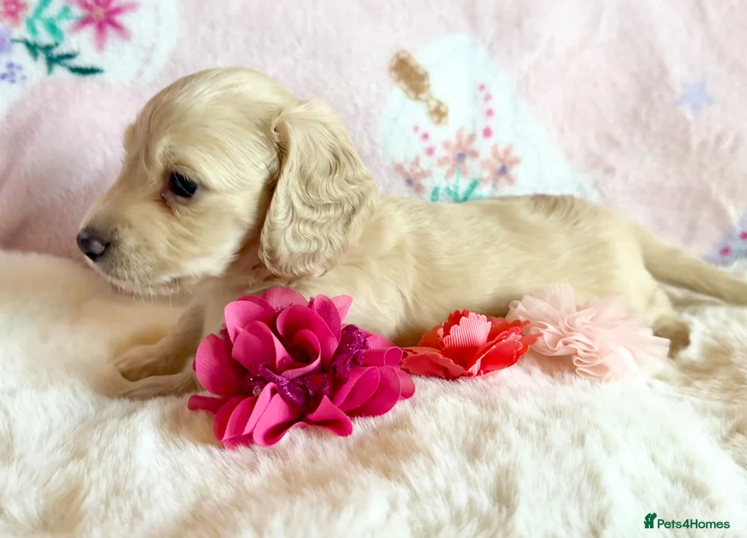 Dachshund dogs for sale: Miniature dachshund extensively health tested - Advert 1