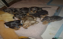 Dachshund dogs for sale: Dachshund cross pups 3/4 breed - Image 12