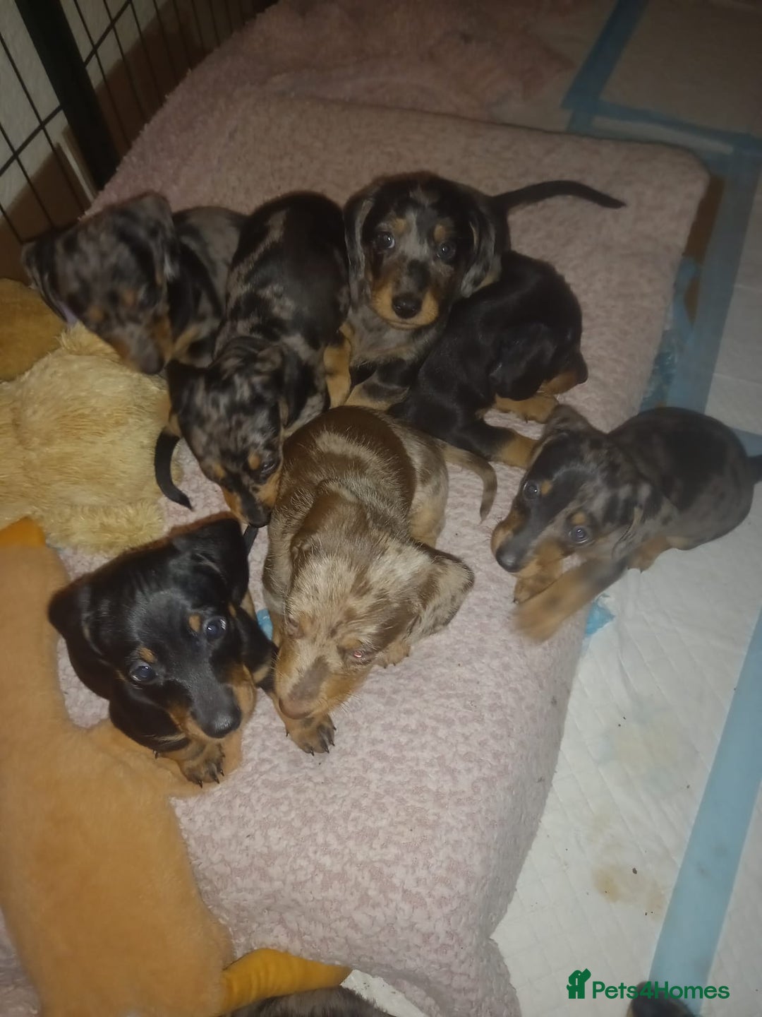 Dachshund dogs for sale: Dachshund cross pups 3/4 breed - Image 12