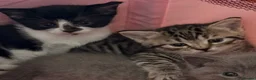 British Shorthair cats for sale: Two girls left looking for their forever homes  - Advert 11