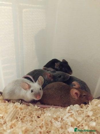 Mouse rodents - Advert 7