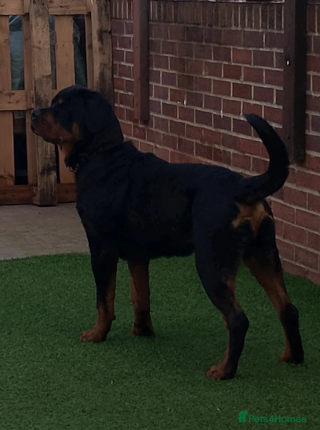 Rottweiler dogs for sale: 8Mth Old Rottie Male Pup - Advert 4