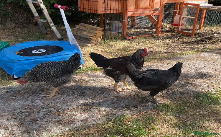 Chickens poultry - Advert 14