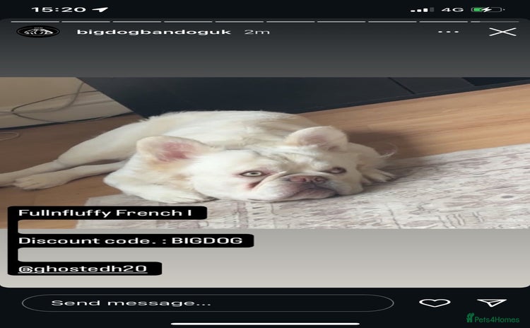 French Bulldog dogs Fluffy frenchie 21months - Advert 2